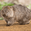 wombat2404